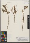 Foto von Salix tenuijulis Ledeb.